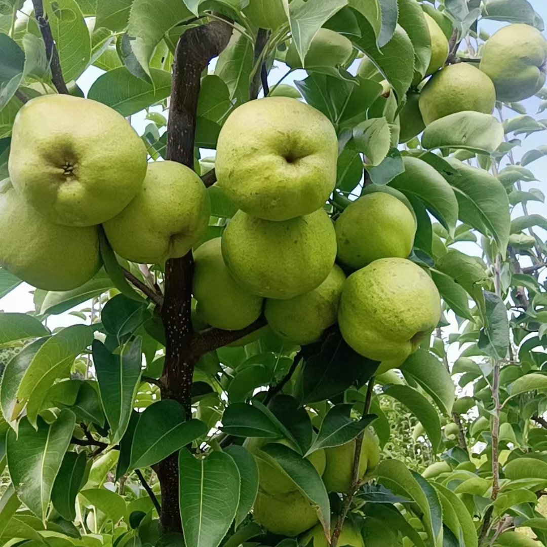 云南大理宾川蜂糖梨大量上市需要的欢迎来产地看货订购