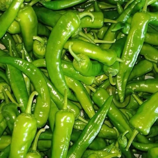 临沂辣椒，各种辣椒，量大从优，质量保证
