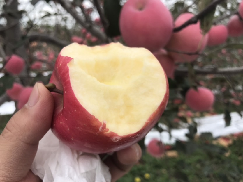 陕西白水红富士苹果