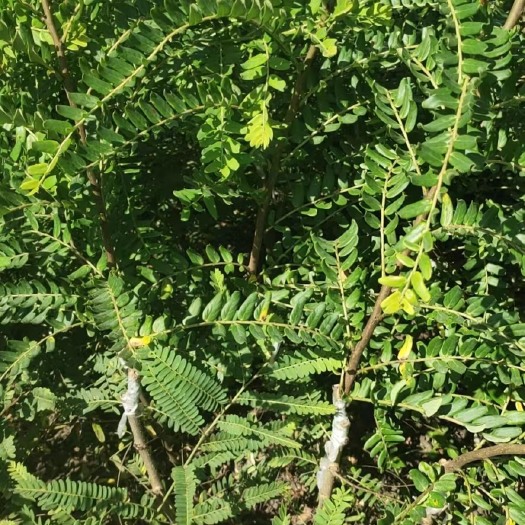 灵山县嫁接苗狮头油甘果苗