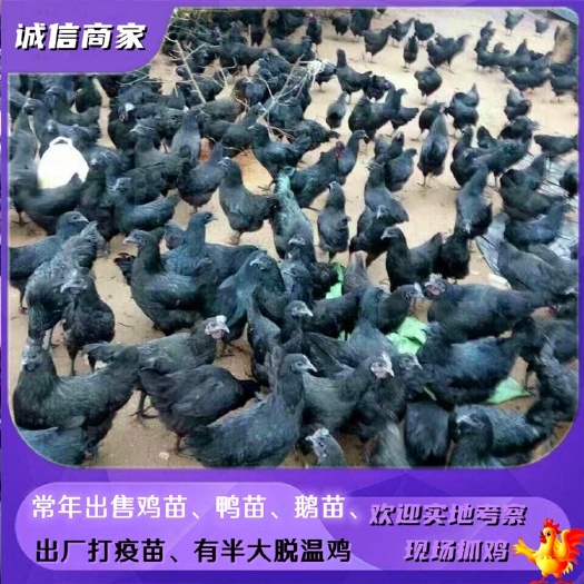 衡阳五黑鸡苗  批发五黑绿壳蛋鸡苗乌骨鸡苗打好疫苗