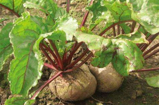 种植大亩甜菜，寻求厂家收购合作