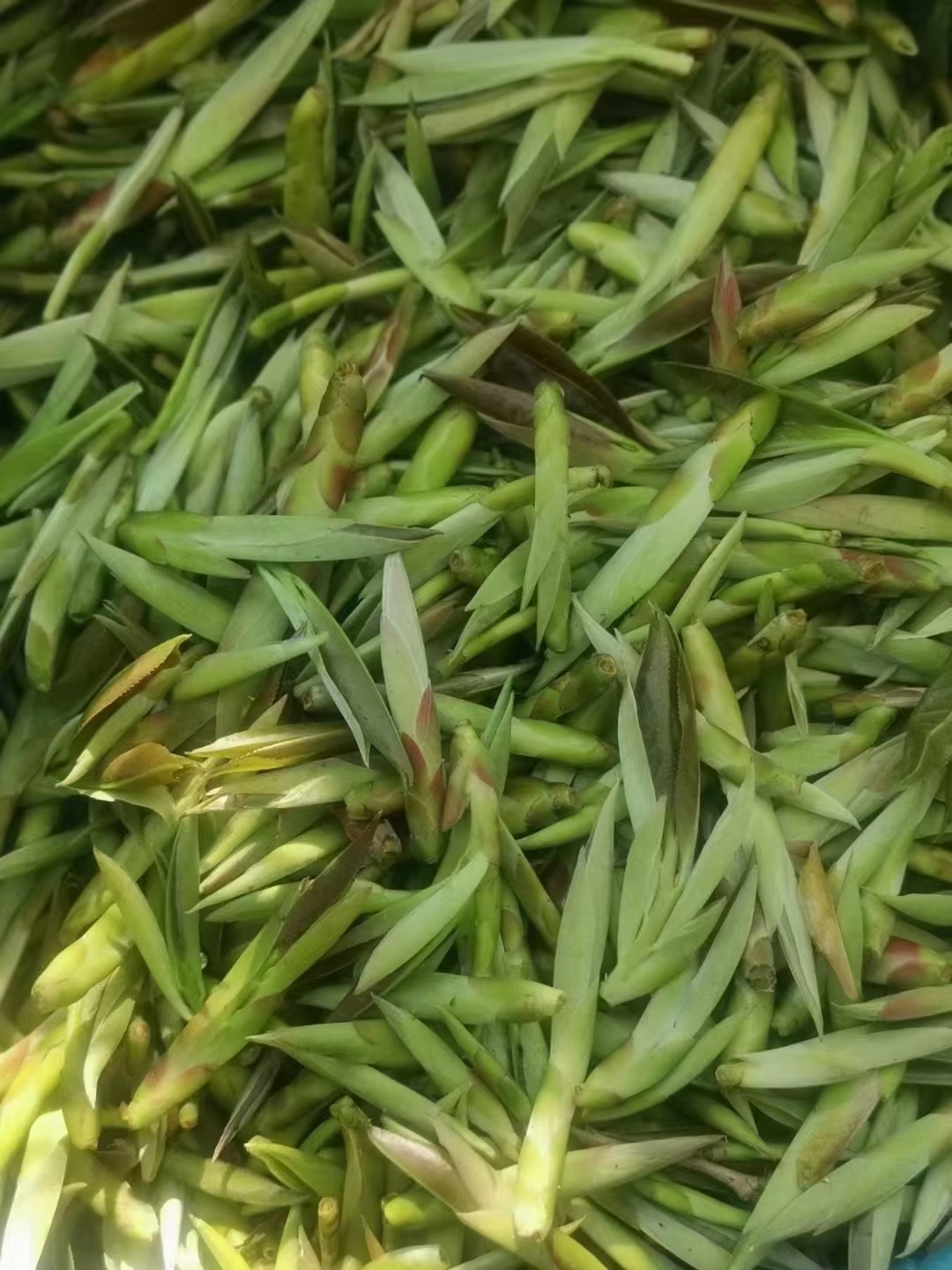 大理市云南普洱茶绿茶