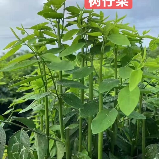 清远树仔菜  天绿香  赤苍藤  益肝菜  姑娘菜  新鲜蔬菜