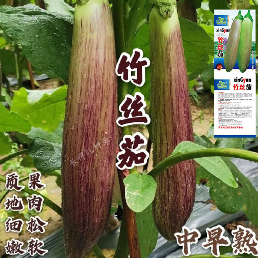 竹丝长茄种子肉质嫩花茄蔬菜精品长茄高产抗病浅绿色带早中熟茄子