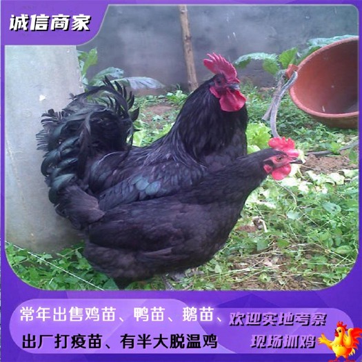 黑羽绿壳蛋鸡苗黑鸡苗产蛋多型也有绿壳蛋鸡脱温鸡苗