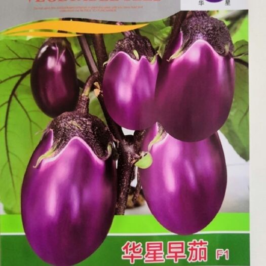 邵东市老品种华星早茄种子特大紫罐茄牛心紫黑罐茄春季四季播蔬菜种子