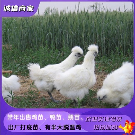 衡阳出售泰和乌鸡苗竹丝鸡苗乌骨鸡苗竹五竹六鸡苗