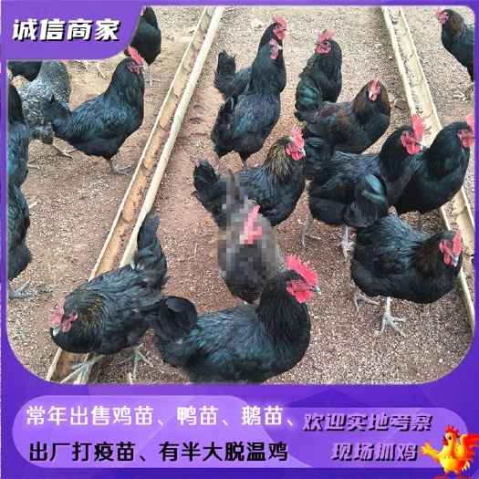 衡阳黑土鸡苗黑鸡苗跑山土鸡苗