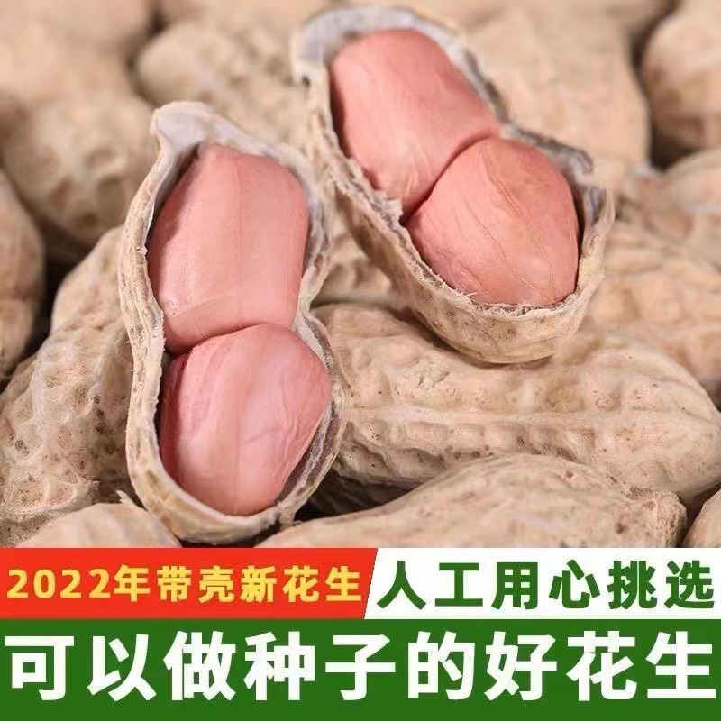 清丰县农家自种手工挑选带壳白沙生花生￼￼￼可做炒货种子，水煮花批发