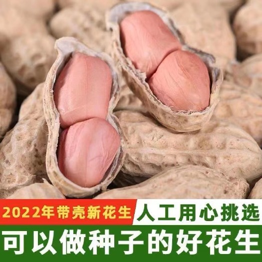 清丰县农家自种手工挑选带壳白沙生花生￼￼￼可做炒货种子，水煮花批发