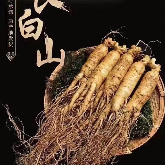 抚松县园参  【包邮】假一赔十
长白山鲜人参带土鲜参 泡酒煲汤产地