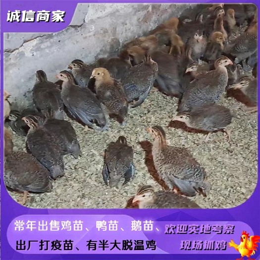 衡阳批发珍珠鸡脱温珍珠鸡苗饲养一个月左右的