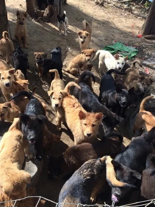 贵州小土狗出售 土狗狗苗 小土狗幼崽 狗苗批发 便宜狗崽