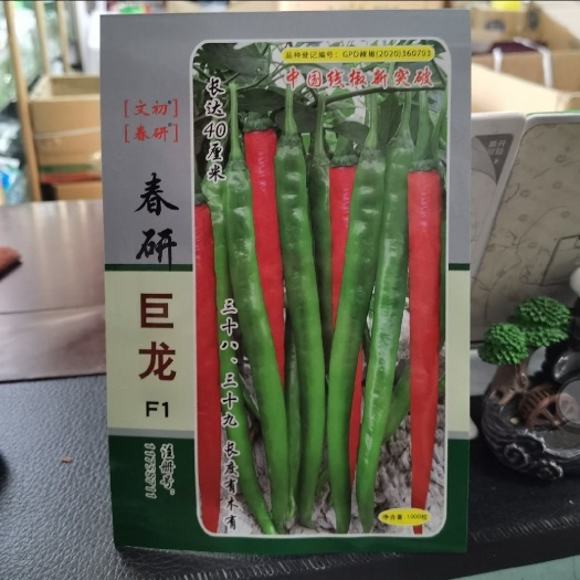 春研文初春研巨龙辣椒种子F1粗长条椒挂果多采摘期长抗病强产量