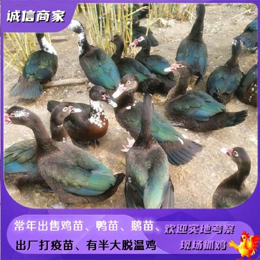 衡阳出售非洲雁鸭苗除草鸭苗饲养简单欢迎详谈