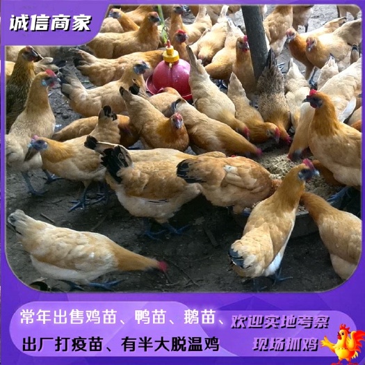衡阳出售乌皮红冠鸡苗乌皮红冠土鸡苗金凤凰鸡苗还有脱温鸡苗