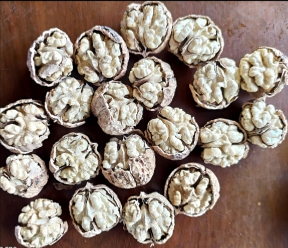南华县云南核桃