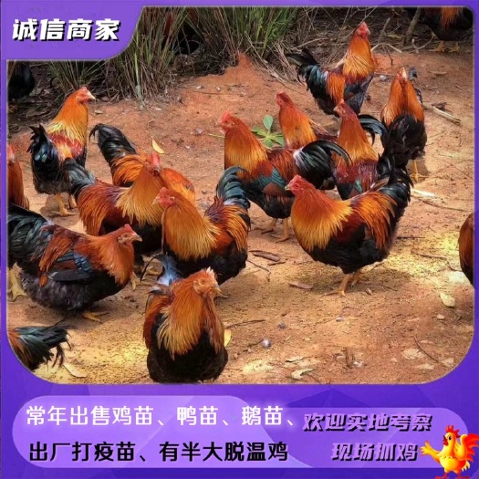 衡阳清远麻鸡苗清远鸡阉鸡苗土鸡苗公鸡苗