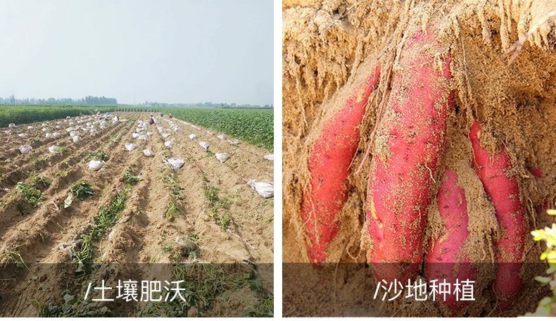 烟薯25