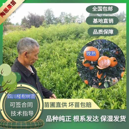 苍溪县四川椪柑树苗嫁接椪柑树苗全国包邮保湿发货假一赔十