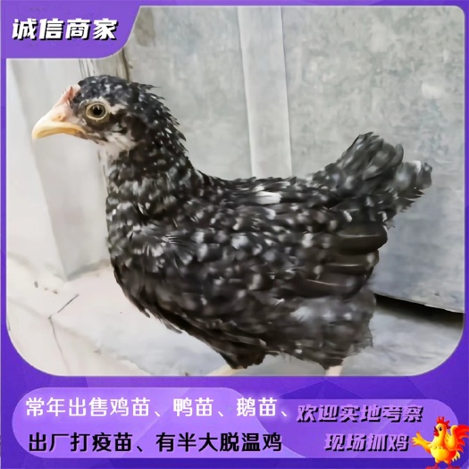 衡阳出售脱温芦花鸡苗一个月芦花鸡半斤左右的请提前预定联系客服