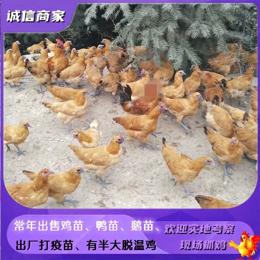 衡阳出售黄毛乌鸡苗金凤凰鸡苗黄毛乌骨鸡苗