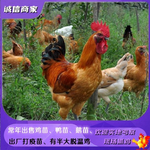 衡阳乌皮红冠土鸡苗乌皮青脚土鸡苗还有脱温鸡苗