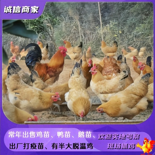 衡阳出售黄麻羽跑山鸡苗土鸡苗虫子鸡苗青脚土鸡苗
