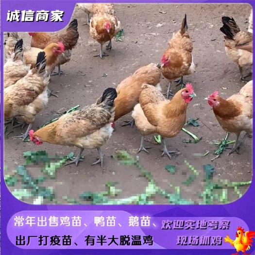 衡阳麻羽绿壳蛋鸡苗多蛋型的小种鸡土鸡型年产蛋260