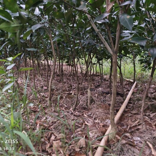 秀山纽荷尔脐橙苗  基地直供纽荷尔脐橙苗，诚信经营