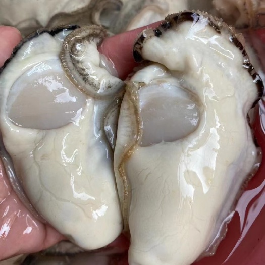 广州生蚝肉鲜活现剥特大超大新鲜去壳牡蛎海蛎子海鲜水产冬季大蚝花