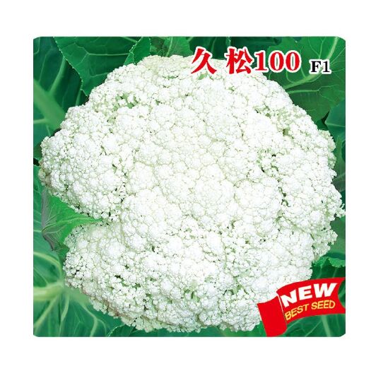 久松100松花菜种子春秋两用全松型青梗散花菜小米粒有机菜