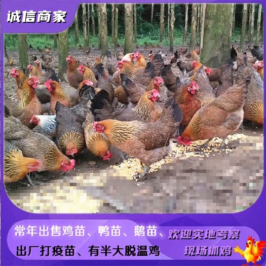 出售深麻羽青脚土鸡苗本地土鸡苗黑瑶鸡苗