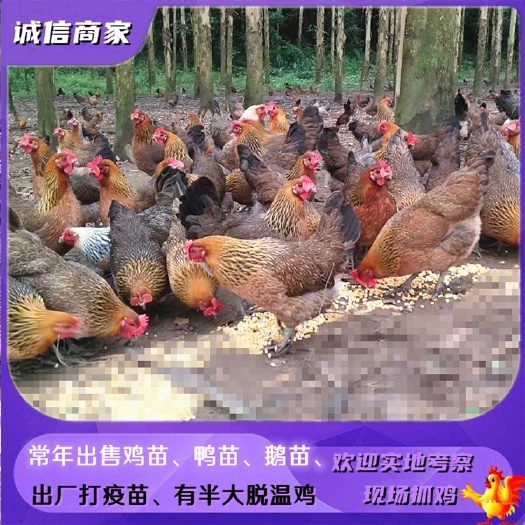 衡阳出售深麻羽青脚土鸡苗本地土鸡苗黑瑶鸡苗