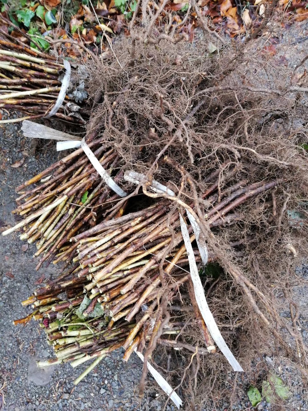 当年就可以结果双季树莓苗新品种懂的来