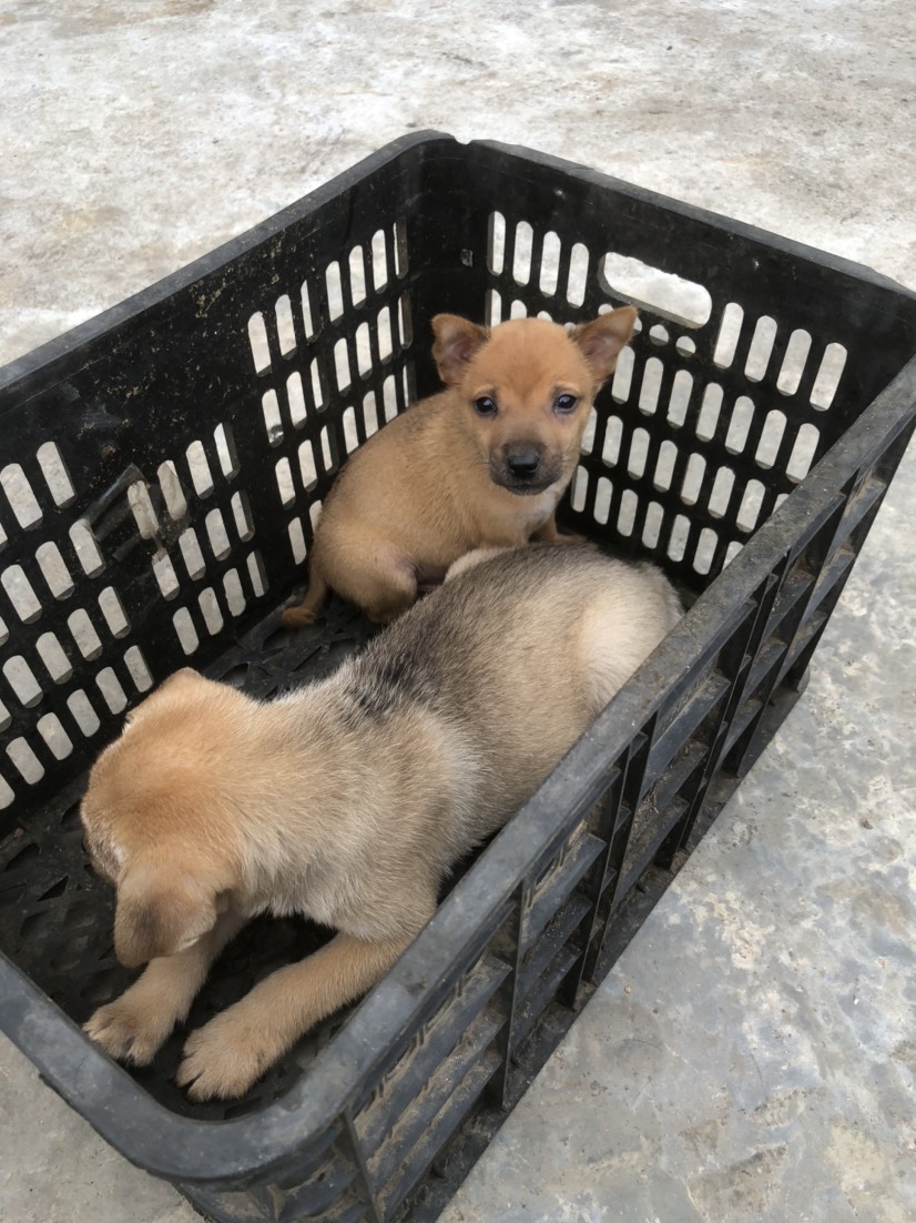 贵州小土狗出售 土狗狗苗 小土狗幼崽 狗苗批发 便宜狗崽