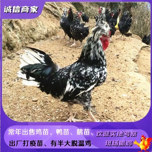 衡阳批发贵妃鸡苗还有脱温贵鸡苗出壳小鸡苗土鸡苗