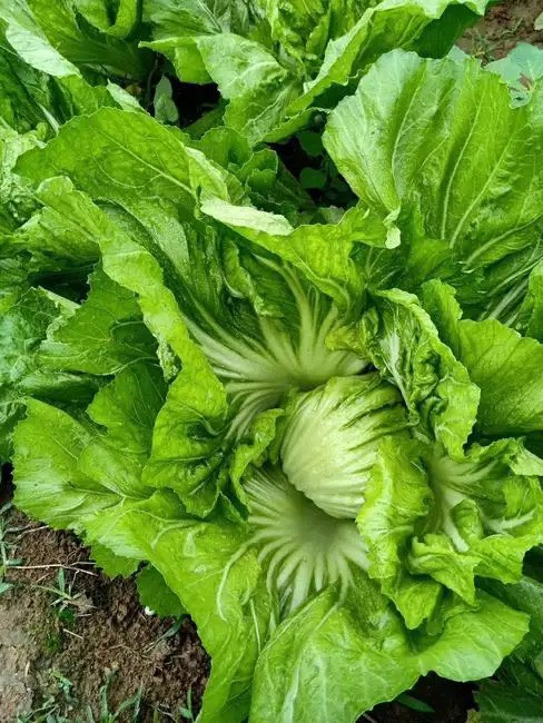 横州市广西横县包心芥菜