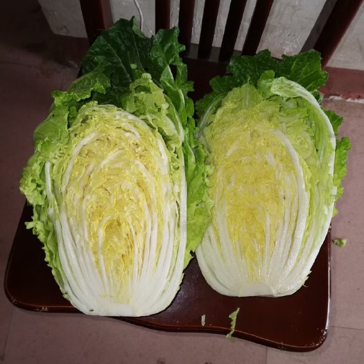 天门市11月初大量黄心白菜上市欢迎来电咨询