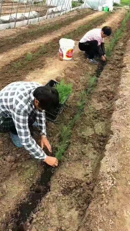 曹县康爱草5号F1芦笋苗批发零售，种植一次多年收获，山东巨鑫源供