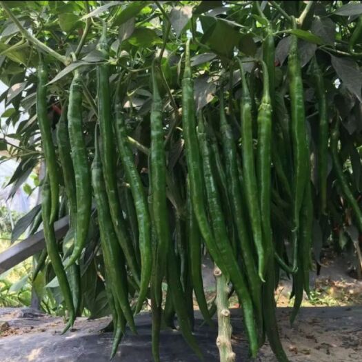 夏邑县夏邑大棚线椒
