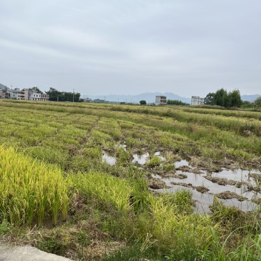 钟山县广西贺州800亩农田出租，水田出租，可承包种植蔬菜芋头水稻等