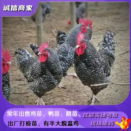 衡阳批发黑芦花鸡苗纯芦花鸡还有一个月脱温芦花鸡苗