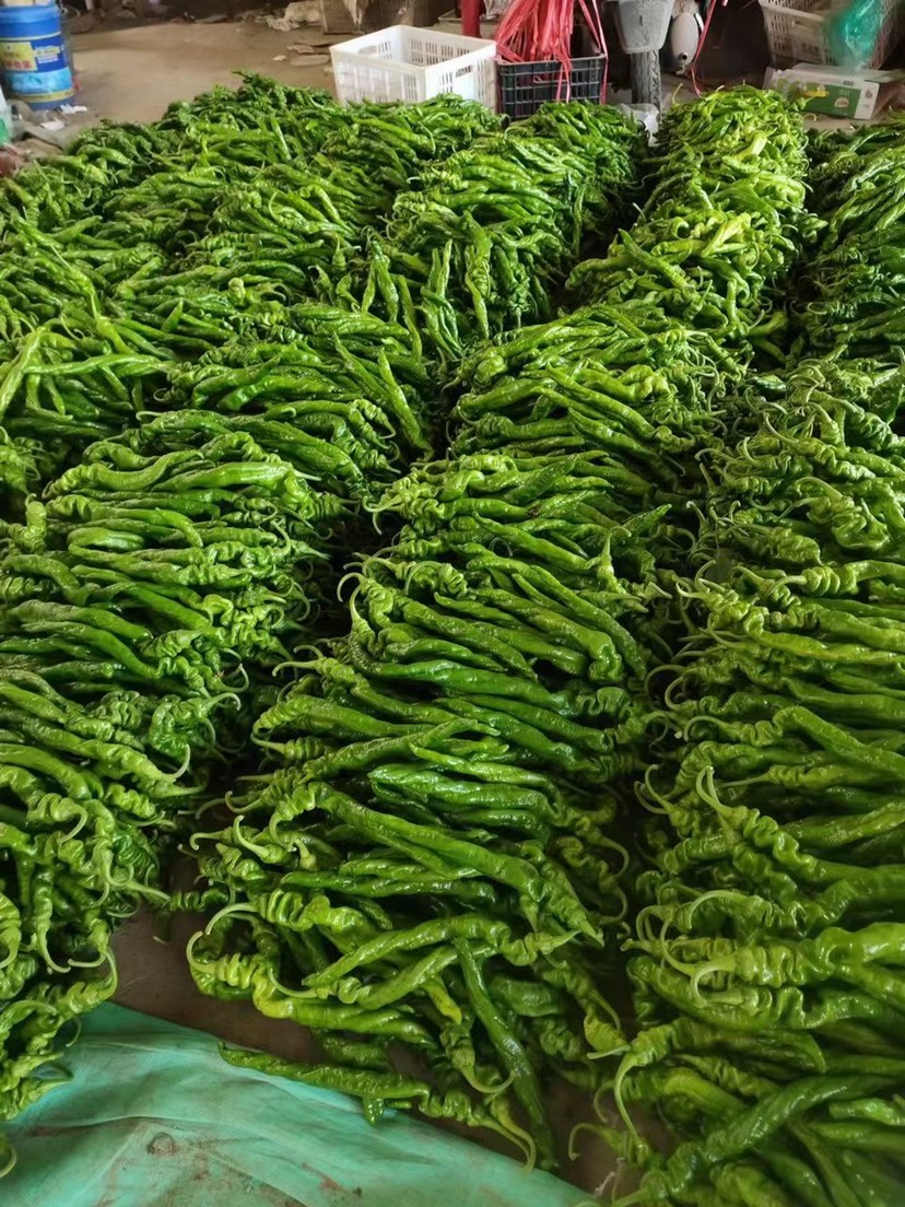 临沂精品优质薄皮辣椒 砀椒 芜湖椒 线椒 麻辣椒 螺丝椒大量上市