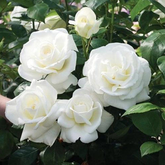 昆明白色玫瑰花 坦尼克 白雪公主大花浓香切花月季花苗四季开花