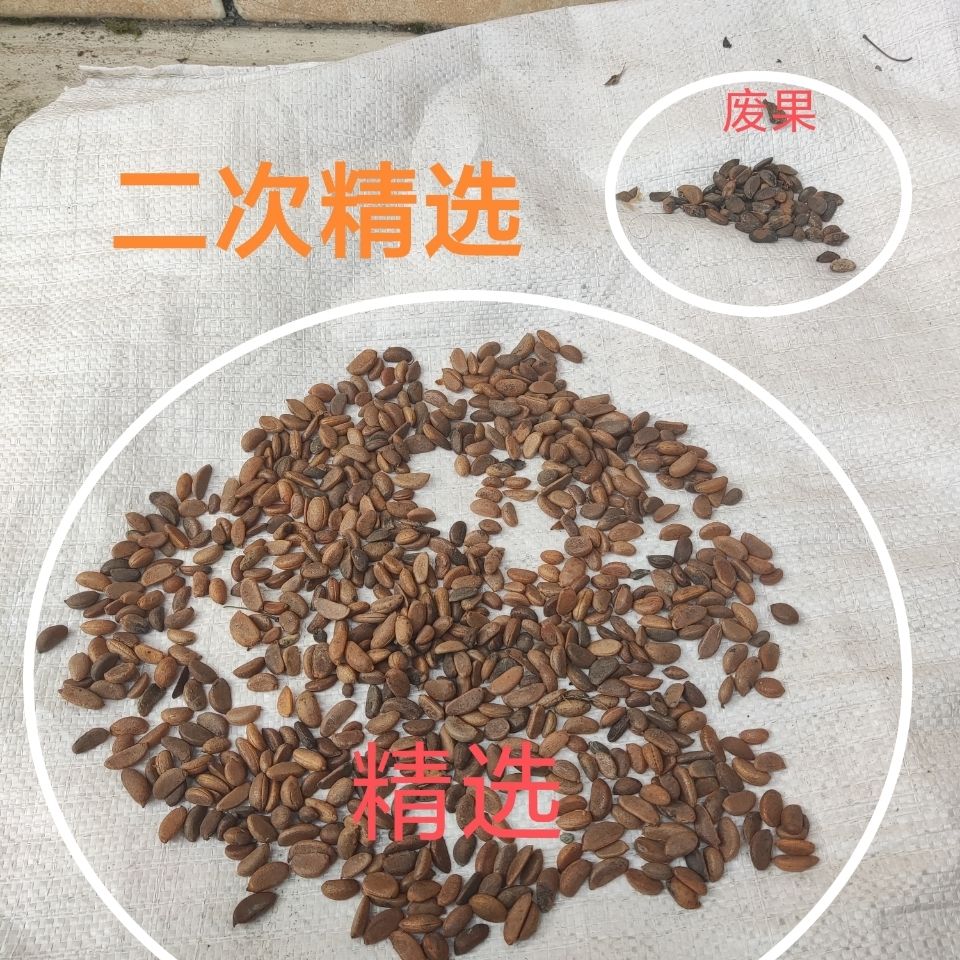都江堰市金弹子种子一斤起发货混打品种包含血红，葫芦，四季等多个品种