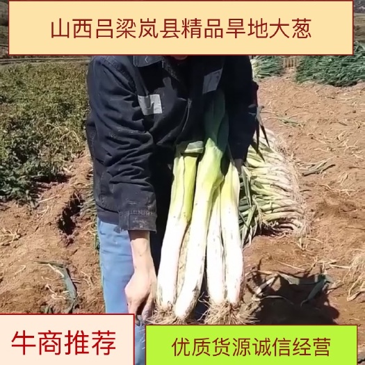 岚县旱地大葱！场地直供！大量供应！诚信经营！一次合作，终身朋友，