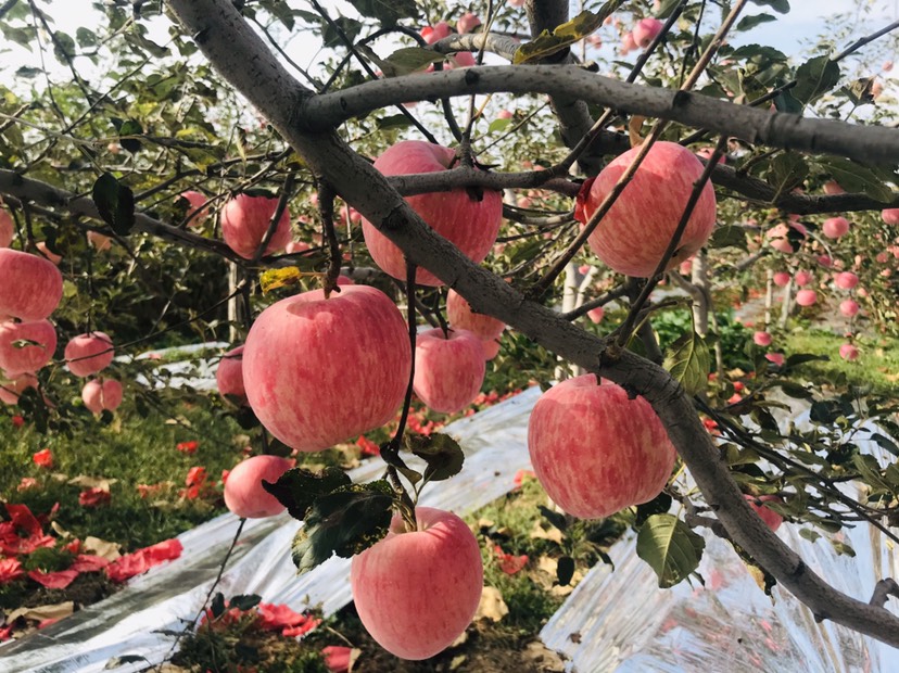 陕西白水红富士苹果