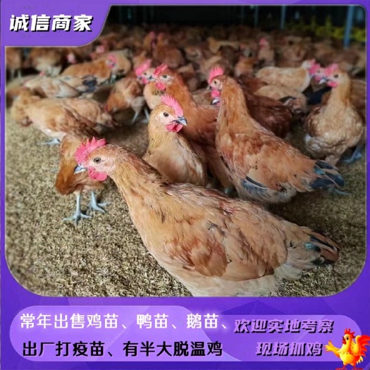 衡阳批发青脚土鸡苗脱温鸡苗公鸡一个月左右的